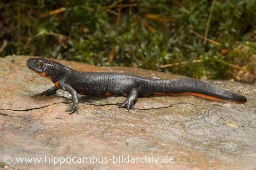 Kleiner Feuerbauchmolch, Cynops Orientalis 1 Kleiner Feuerbauchmolch, Cynops Orientalis