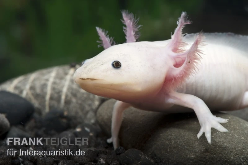 Axolotl Weißling, Ambystoma Mexicanum 1 Axolotl Weißling, Ambystoma Mexicanum