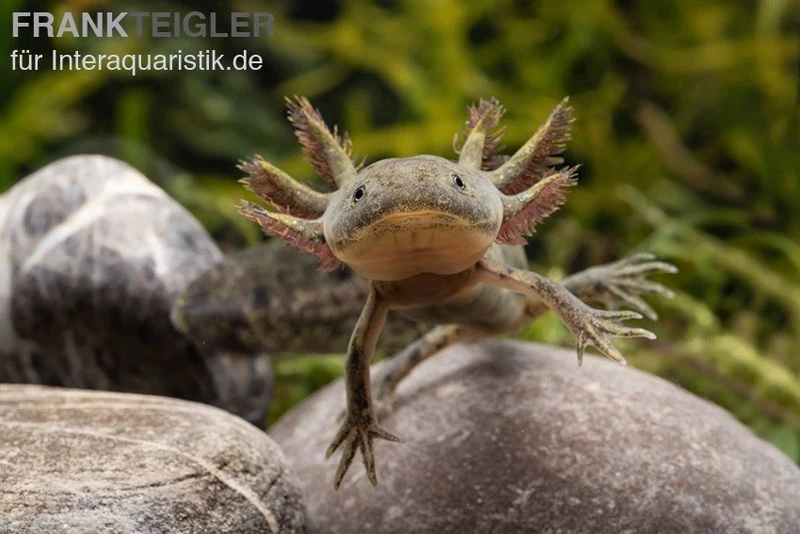 Axolotl Naturfarben, Ambystoma Mexicanum 1 Axolotl Naturfarben, Ambystoma Mexicanum