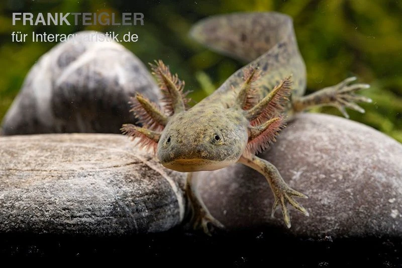 Axolotl Naturfarben, Ambystoma Mexicanum 3 Axolotl Naturfarben, Ambystoma Mexicanum – Bild 3