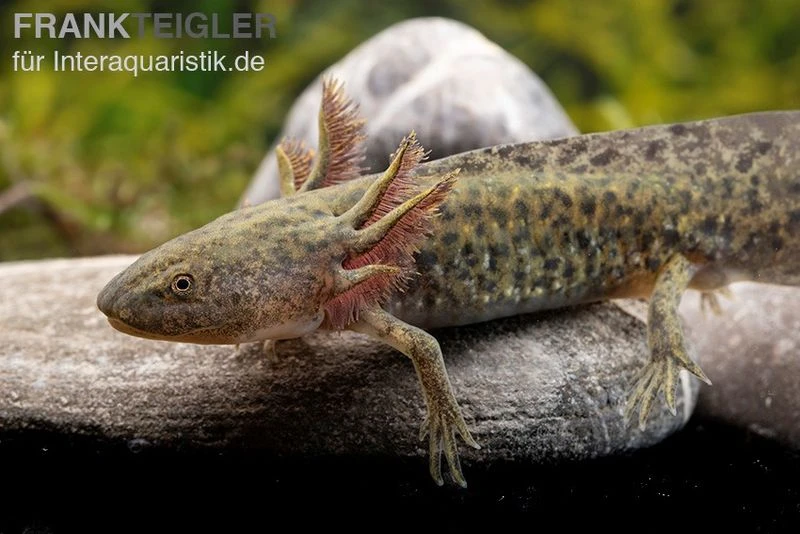 Axolotl Naturfarben, Ambystoma Mexicanum 4 Axolotl Naturfarben, Ambystoma Mexicanum – Bild 4
