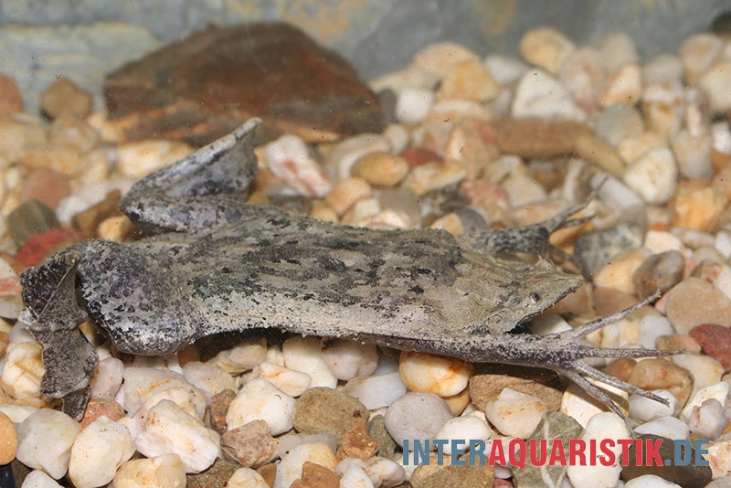 Große Wabenkröte, Pipa Pipa 3 Große Wabenkröte, Pipa Pipa – Bild 3