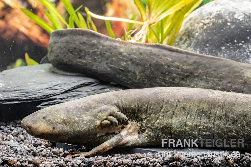 Großer Armmolch, Siren Lacertina 2 Großer Armmolch, Siren Lacertina – Bild 2