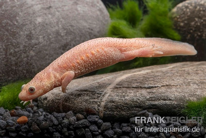 Spanischer Albino-Rippenmolch, Pleurodeles Waltl Albino 6 Spanischer Albino-Rippenmolch, Pleurodeles Waltl Albino – Bild 6