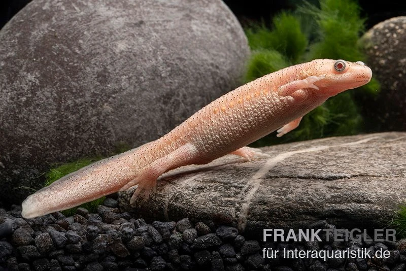 Spanischer Albino-Rippenmolch, Pleurodeles Waltl Albino 2 Spanischer Albino-Rippenmolch, Pleurodeles Waltl Albino – Bild 2