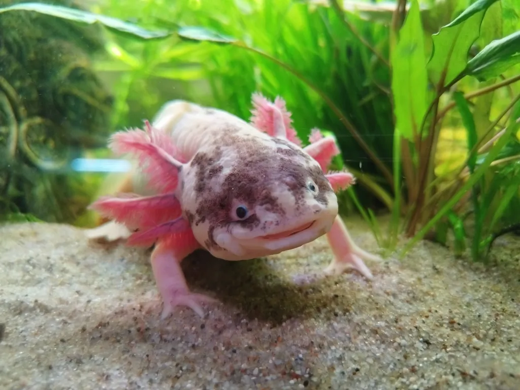 Zauber Aqua 13 Zauber Aqua -Default Template 4 1700248486349 scaled 1