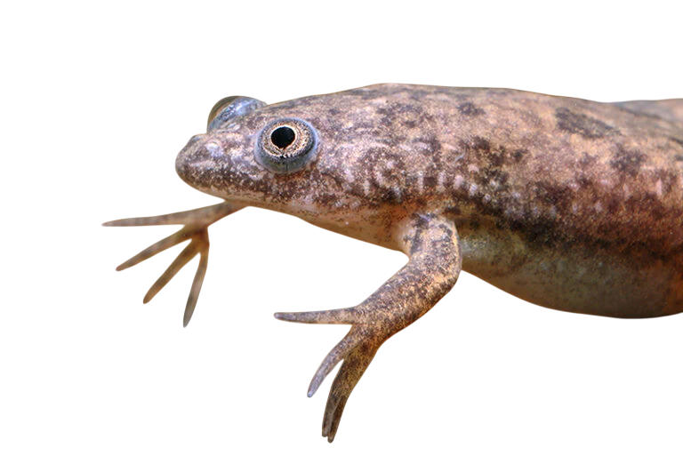 Zauber Aqua 14 Zauber Aqua -Default Template 4 Grosser Krallenfrosch Xenopus muelleri 1 768x513 Photoroom