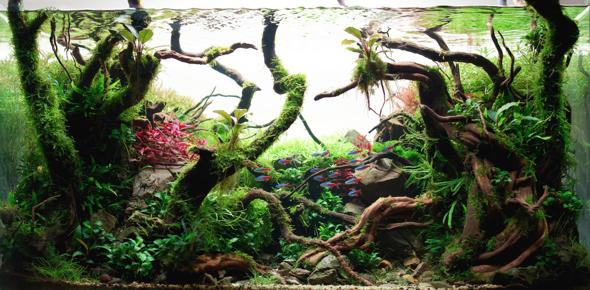 Wo das Leben leise pulsiert – Einblicke in die stille Welt der Aquarienliebhaber -Default Template 4 aquarium einrichten 736e01a4 8c1b 4e36 bba0 c4dac046fb7c