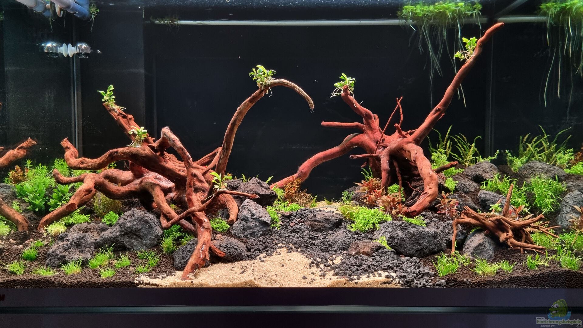 Wo das Leben leise pulsiert – Einblicke in die stille Welt der Aquarienliebhaber -Default Template 4 aquarium hauptansicht von suedamerika f1a053533643145b3aad664c64e9bd42