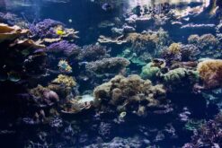 Im Rhythmus des Wassers – Wie Amphibien unser Inneres berühren