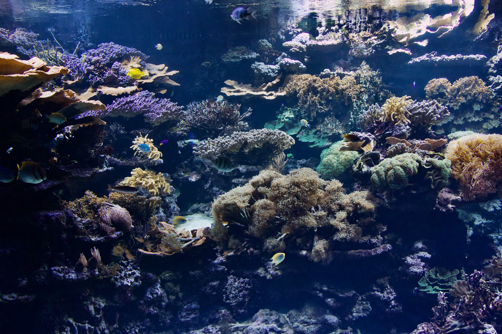 Im Rhythmus des Wassers – Wie Amphibien unser Inneres berühren