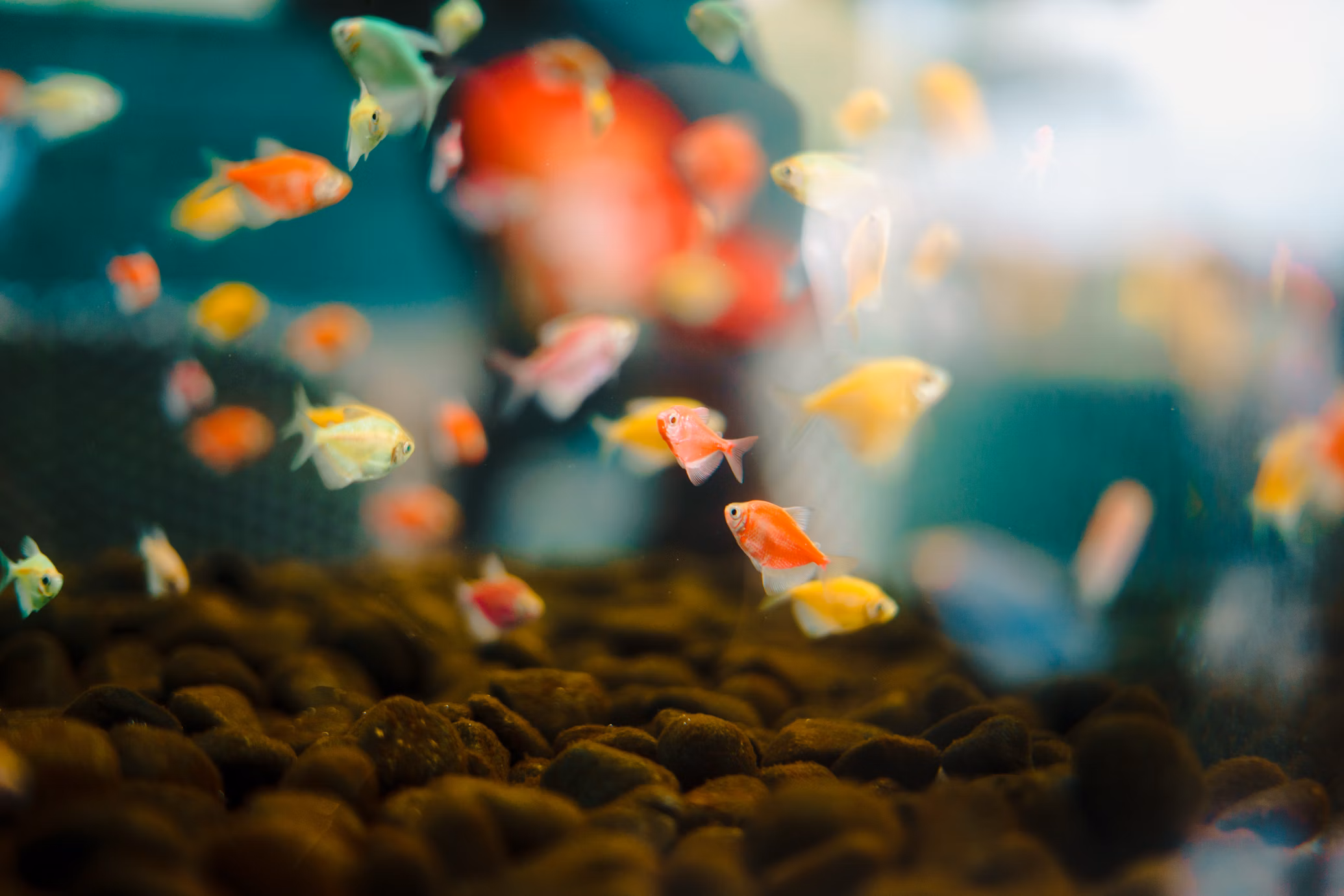 Im Rhythmus des Wassers – Wie Amphibien unser Inneres berühren 2 Im Rhythmus des Wassers – Wie Amphibien unser Inneres berühren -Default Template 4 photo 1717658381804 c9c30dcdf7c0