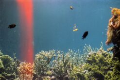 Wo das Leben leise pulsiert – Einblicke in die stille Welt der Aquarienliebhaber