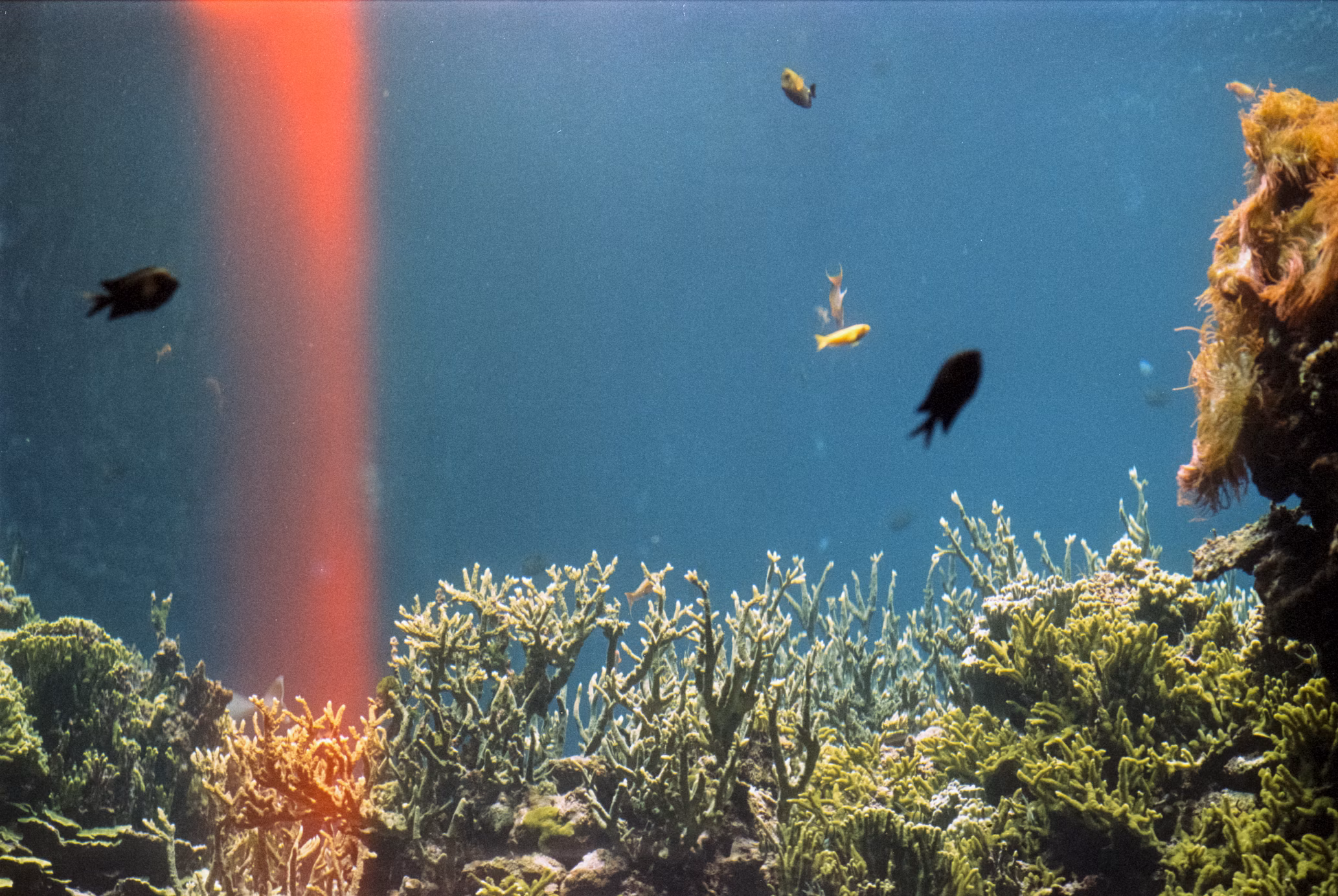 Wo das Leben leise pulsiert – Einblicke in die stille Welt der Aquarienliebhaber